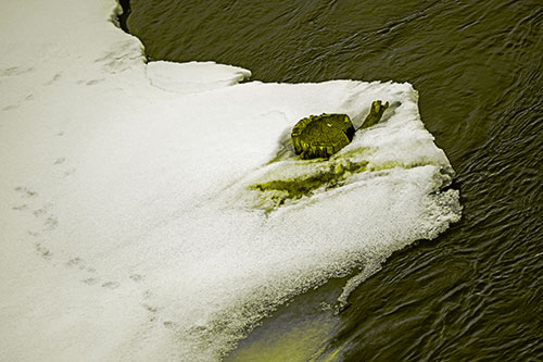 Tree Stump Eyed Snow Face Creature Along River Shoreline (Yellow Tone Photo)