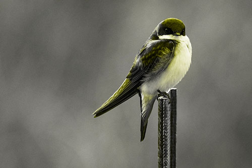 Tree Swallow Keeping Watch (Yellow Tone Photo)