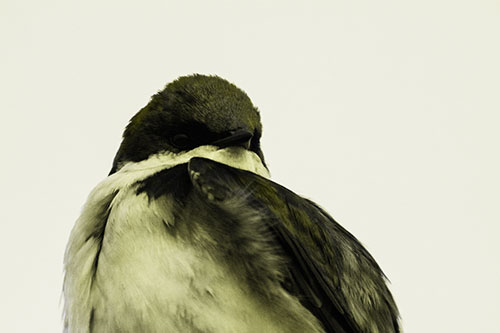 Tree Swallow Watching Surroundings (Yellow Tone Photo)