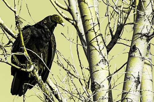 Turkey Vulture Perched Atop Tattered Tree Branch (Yellow Tone Photo)