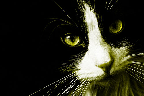 Tuxedo Cat Stares Among Darkness (Yellow Tone)