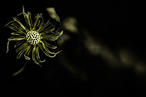 Twirling Aster Flower Among Darkness (Yellow Tone Photo)