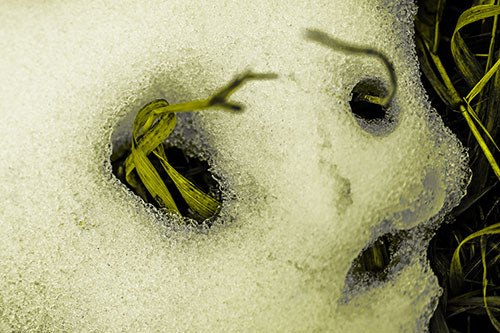 Twisting Grass Eyed Snow Face (Yellow Tone)