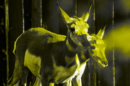 Two Baby Pronghorns Walking Along Fence (Yellow Tone Photo)