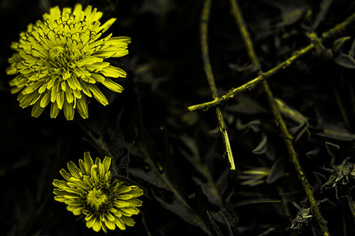 Two Blooming Taraxacum Flowers (Yellow Tone Photo)