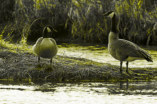 Two Canadian Geese Enjoying Sunset Among Shoreline (Yellow Tone Photo)