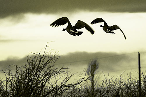 Two Canadian Geese Flying Over Trees (Yellow Tone Photo)