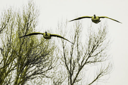 Two Canadian Geese Honking During Flight (Yellow Tone Photo)