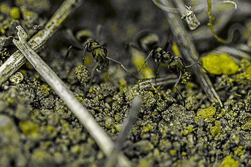 Two Carpenter Ants Working Hard Among Soil (Yellow Tone Photo)