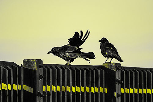 Two Crows Gather Along Wooden Fence (Yellow Tone Photo)