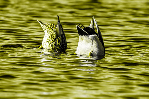 Two Ducks Upside Down In Lake (Yellow Tone Photo)