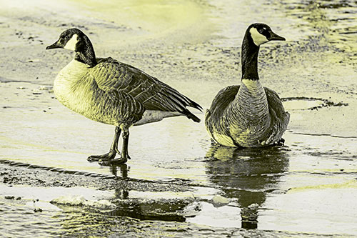 Two Geese Embrace Sunrise Atop Ice Frozen River (Yellow Tone)