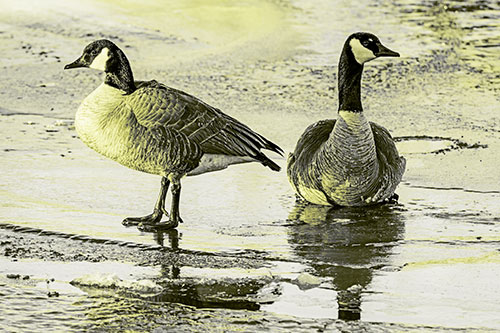 Two Geese Embrace Sunrise Atop Ice Frozen River (Yellow Tone Photo)
