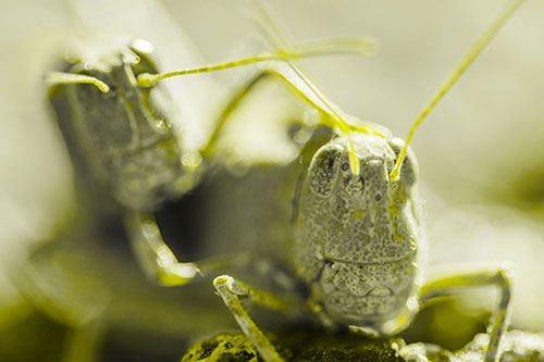 Two Grasshopper Buddies Smiling Among Sunlight (Yellow Tone Photo)