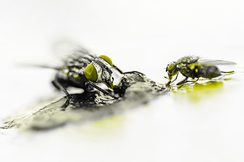 Two Hungry Cluster Flies Feasting Together (Yellow Tone)