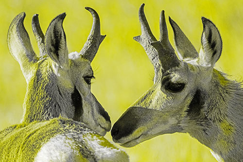 Two Loving Pronghorns Kissing Each Other (Yellow Tone)