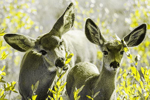 Two Mule Deer Enjoying Leafy Breakfast (Yellow Tone)