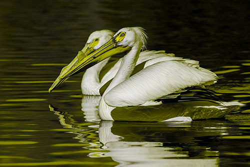 Two Pelicans Swimming In Unison (Yellow Tone)