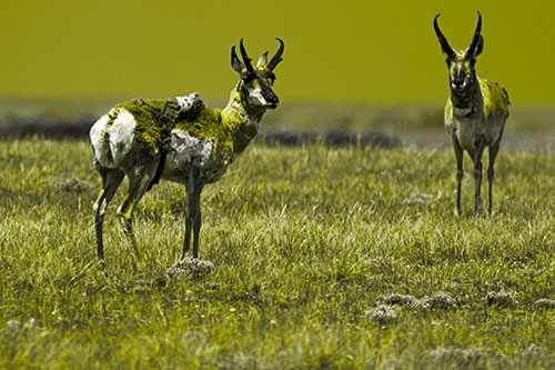 Two Shedding Pronghorns Among Grass (Yellow Tone Photo)