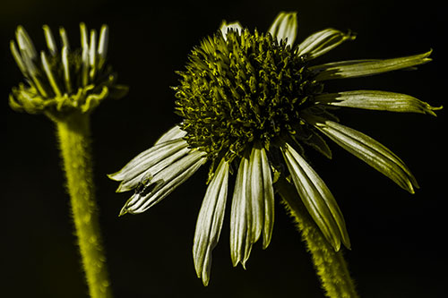 Two Towering Coneflowers Blossoming (Yellow Tone Photo)