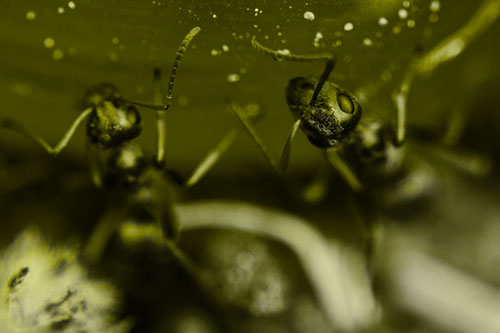 Two Vertical Climbing Carpenter Ants (Yellow Tone Photo)