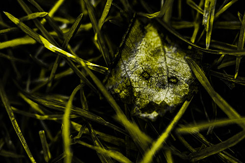 Upset Decaying Leaf Face Hiding Among Twisting Grass Blades (Yellow Tone)