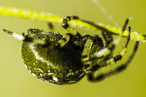 Upside Down Furrow Orb Weaver Spider Crawling Along Stem (Yellow Tone Photo)