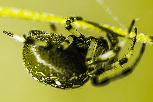 Upside Down Furrow Orb Weaver Spider Crawling Along Stem (Yellow Tone)