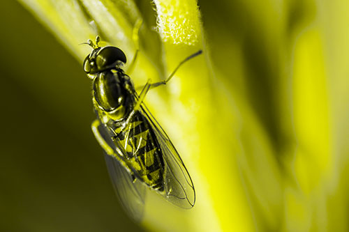 Vertical Leg Contorting Hoverfly (Yellow Tone Photo)