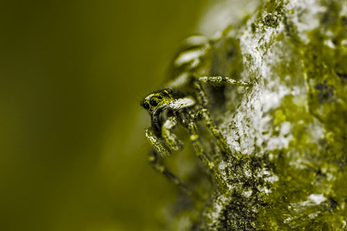 Vertical Perched Jumping Spider Extends Fangs (Yellow Tone Photo)