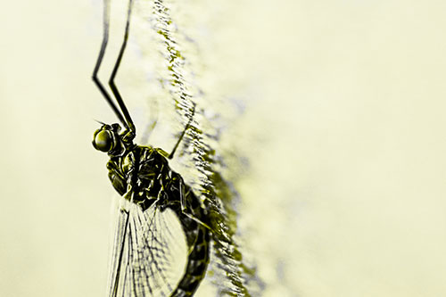 Vertical Perched Mayfly Sleeping (Yellow Tone Photo)