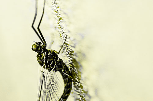 Vertical Perched Mayfly Sleeping (Yellow Tone)