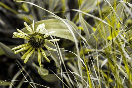 Vibrant Lone Coneflower Beside Plants (Yellow Tone Photo)
