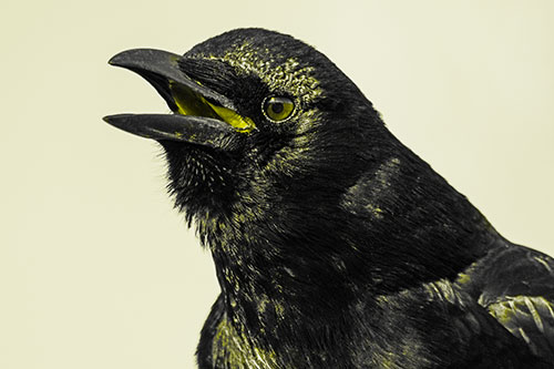 Vocal Crow Cawing Towards Sunlight (Yellow Tone Photo)
