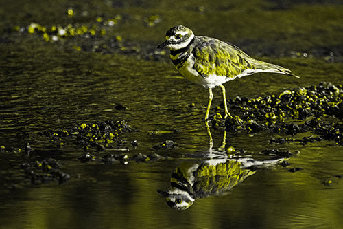 Wading Killdeer Wanders Shallow River Water (Yellow Tone Photo)