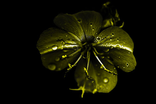 Water Droplet Primrose Flower After Rainfall (Yellow Tone Photo)