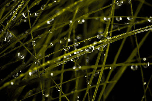 Water Droplets Hanging From Grass Blades (Yellow Tone Photo)