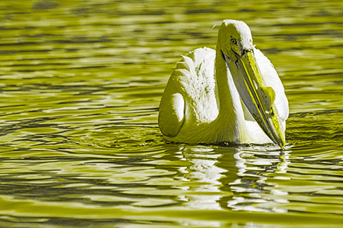 Water Floating Pelican Hunting For Food (Yellow Tone)