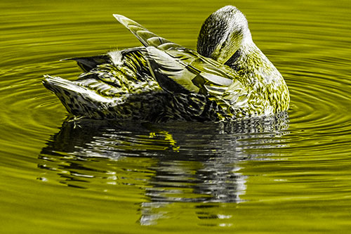 Water Rippling Mallard Duck Grooming Self (Yellow Tone)