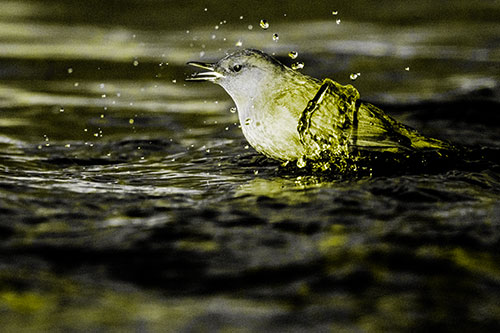 Water Splashing American Dipper Feasting On Larvae (Yellow Tone)