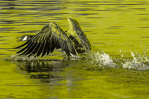 Water Splashing Canadian Goose Taking Flight Off Lake (Yellow Tone)
