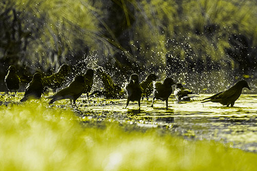 Water Splashing Crows Enjoy Bird Bath Along River Shore (Yellow Tone Photo)