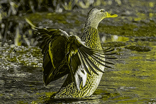 Water Splashing Mallard Duck Flapping Wings Among Pond (Yellow Tone Photo)