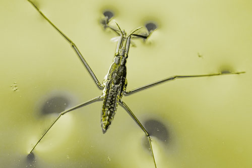 Water Strider Perched Atop Calm River (Yellow Tone Photo)