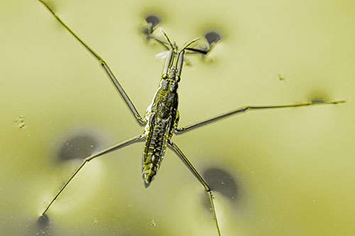 Water Strider Perched Atop Calm River (Yellow Tone)