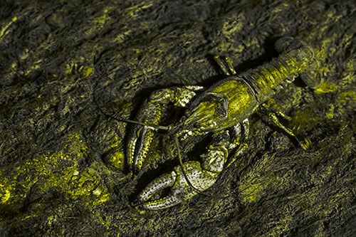 Water Submerged Crayfish Crawling Upstream (Yellow Tone)