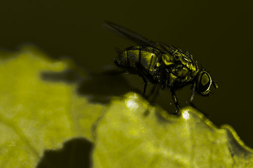 Wet Cluster Fly Walks Along Leaf Rim Edge (Yellow Tone Photo)