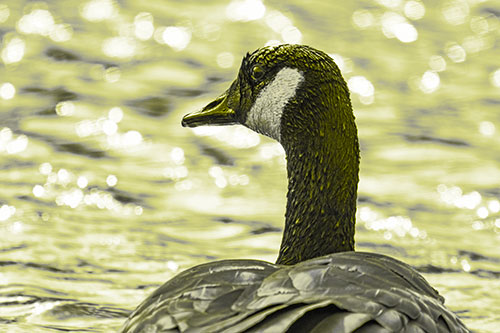 Wet Headed Canadian Goose Among Glistening Water (Yellow Tone Photo)