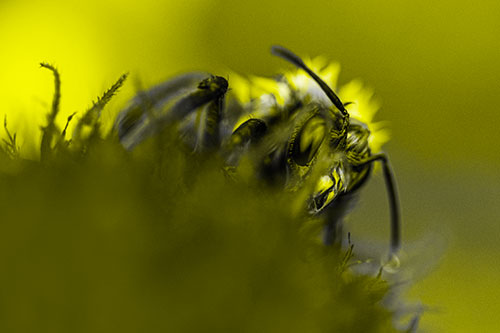 Wet Honey Bee Hiding Among Blanket Flower (Yellow Tone)