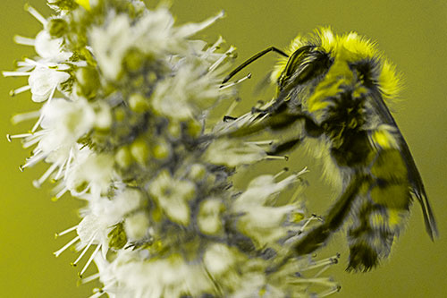 Wet Red Belted Bumble Bee Crawling Up Mentha Longifolia Plant (Yellow Tone)